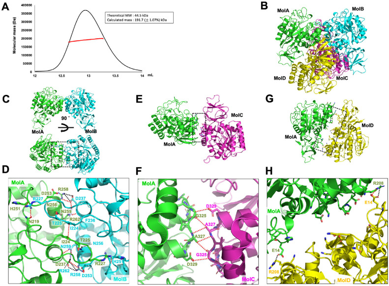 Structural Basis for Tetramerization of <i>Klebsiella pneumoniae</i> <i>N</i>-Acetylglucosamine-6-Phosphate Deacetylase.