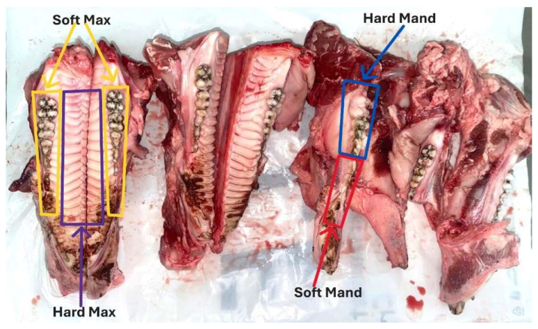 Analysis of Insertion Torque of Orthodontic Mini-Implants Depending on the System and the Morphological Substrate.