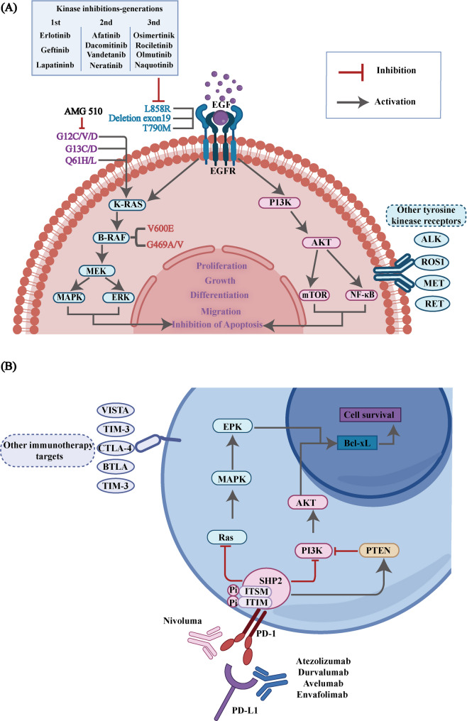 Immunotherapy resistance in non-small cell lung cancer: from mechanisms to therapeutic opportunities.