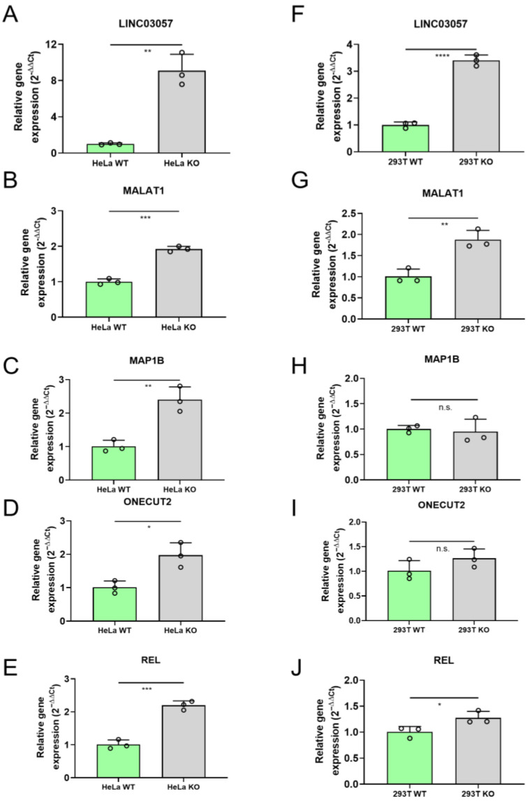 MALAT1 Expression Is Deregulated in miR-34a Knockout Cell Lines.