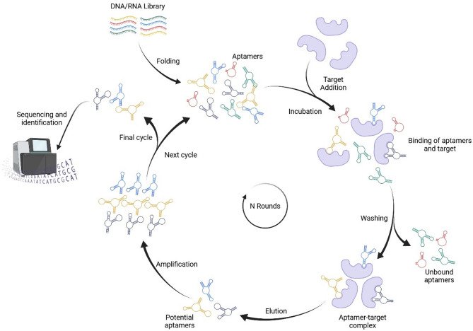 Aptamer as a therapeutic agent for dengue infections.