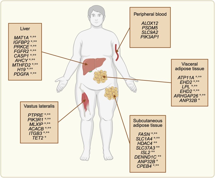 Epigenetic Changes Associated With Obesity-related Metabolic Comorbidities.