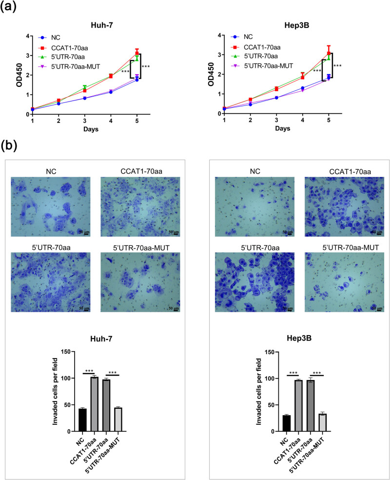 Peptide CCAT1-70aa promotes hepatocellular carcinoma proliferation and invasion via the MAPK/ERK pathway.