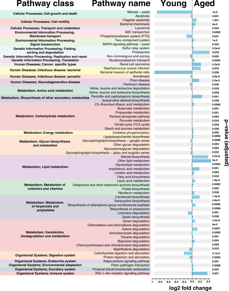 The microbiome is associated with obesity-related metabolome signature in the process of aging.