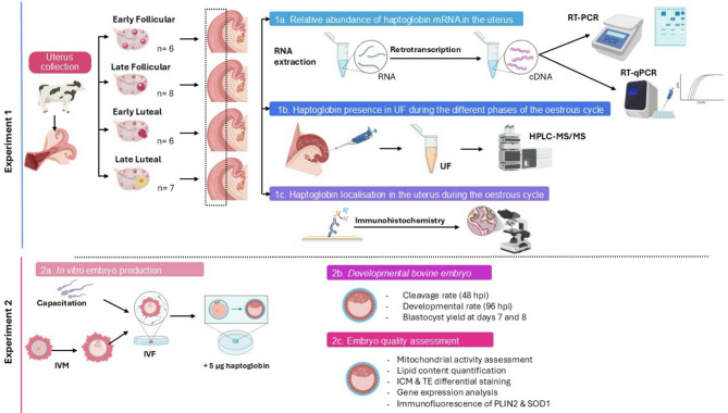 Haptoglobin as a supplement in in vitro embryo culture: a tool for improving bovine embryo development and quality.