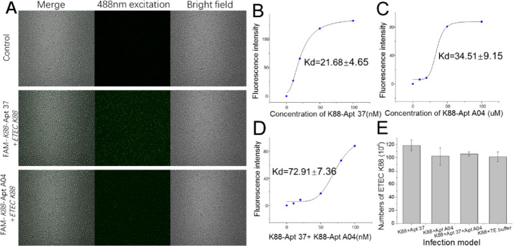 Inhibition of Enterotoxigenic Escherichia coli adhesion via aptamers prevents infection in IPEC-J2 cells.