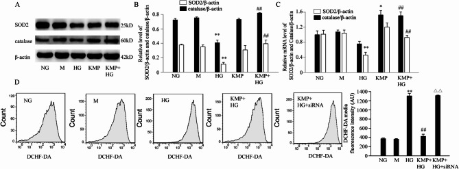 The protective effect of kaempferol on high glucose-stimulated renal tubular epithelial cells.