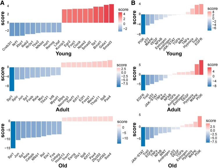 Muscle-driven spinal cord histological and transcriptomic alterations in a myotonic dystrophy mouse model: insights into neuropathy.