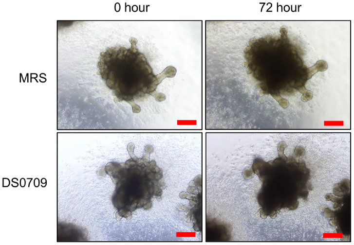 Apoptosis-Inducing Effects of <i>Lactobacillus plantarum</i> DS0709 in Colorectal Cancer.