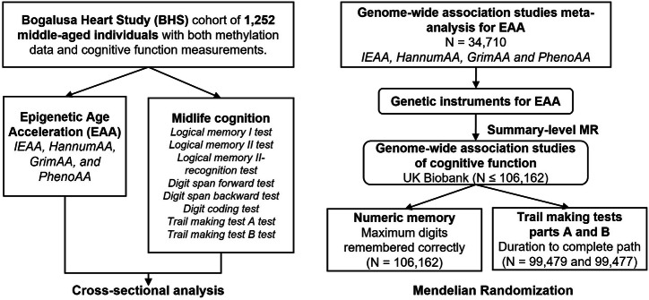 Epigenetic age acceleration and midlife cognition: joint evidence from observational study and Mendelian randomization.