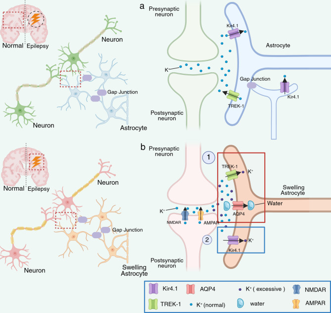 TREK-1 and epilepsy: regulating the balance of K<sup>+</sup> and the glutamate release in astrocyte-neuron interactions.