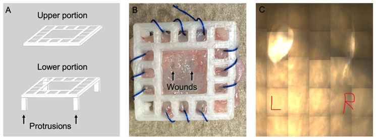 Development of an Ex Vivo Platform to Model Urethral Healing.