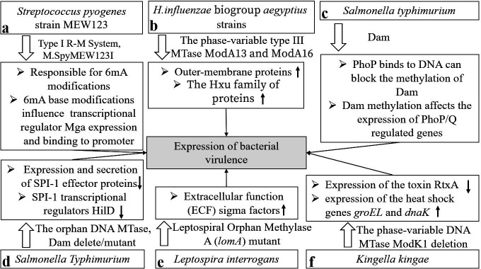 The emerging role of DNA methylation in the pathogenicity of bacterial pathogens.