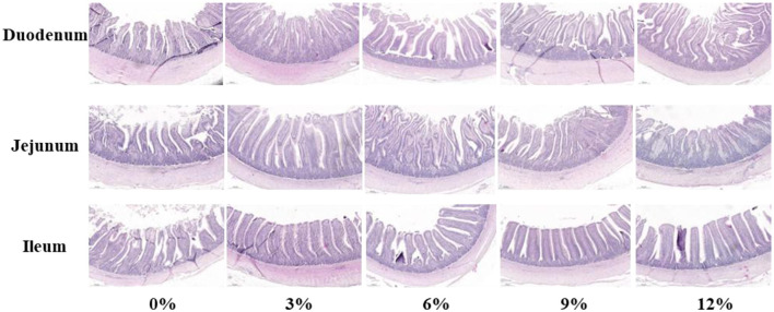 Effects of fermented ramie feed on the growth performance, serum biochemistry, metabolic capacity, antioxidant capacity, and intestinal health of <i>Linwu</i> ducks.