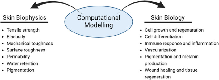Skin in the game: a review of computational models of the skin.