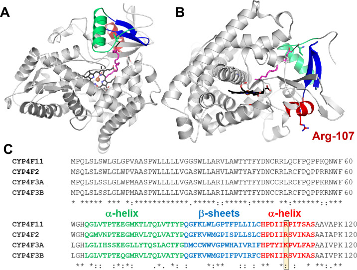 The curious family of cytochrome P450 4F fatty acid ω-hydroxylases: recent developments in their function and relevance for human health.