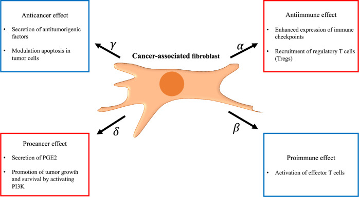 Ordinary differential equation model of cancer-associated fibroblast heterogeneity predicts treatment outcomes.