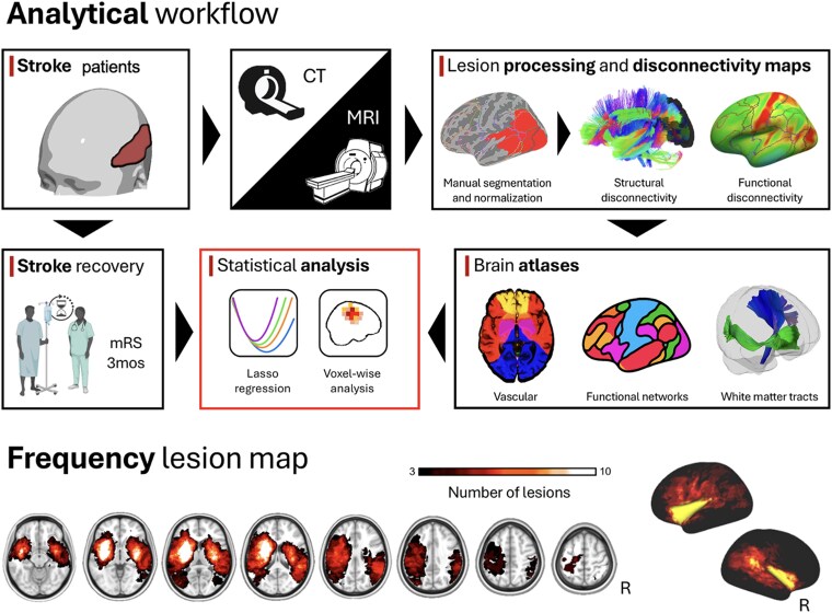 Large-scale network topography of stroke predicts functional outcome after mechanical thrombectomy.