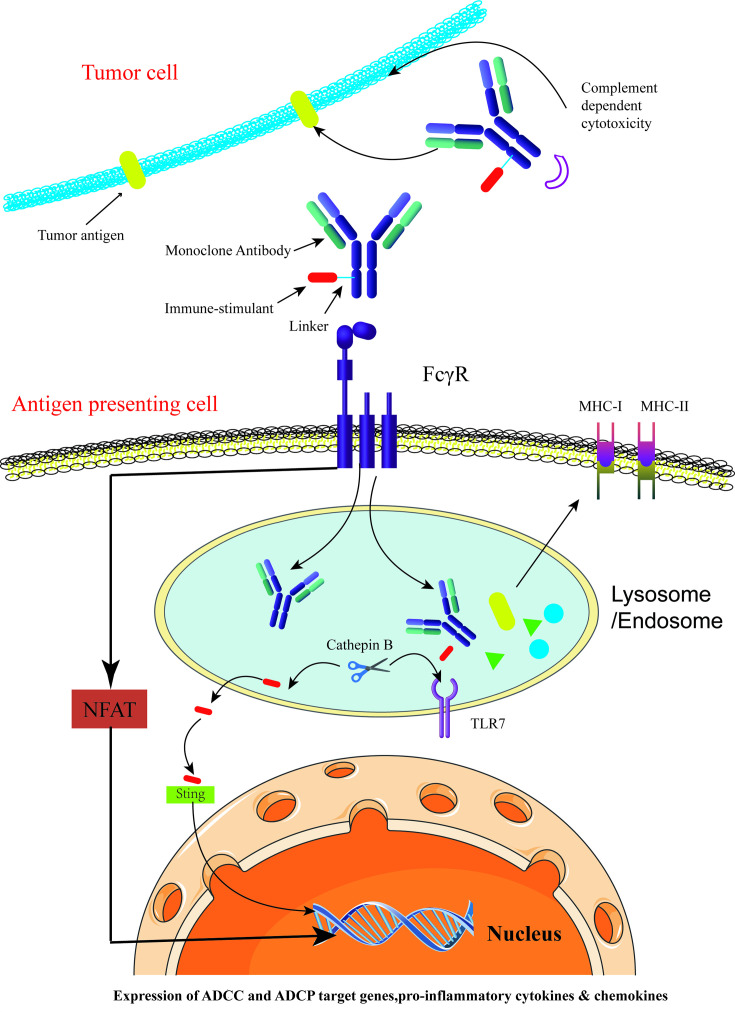 Where does ISAC (immune-stimulating antibody conjugates) go from here?