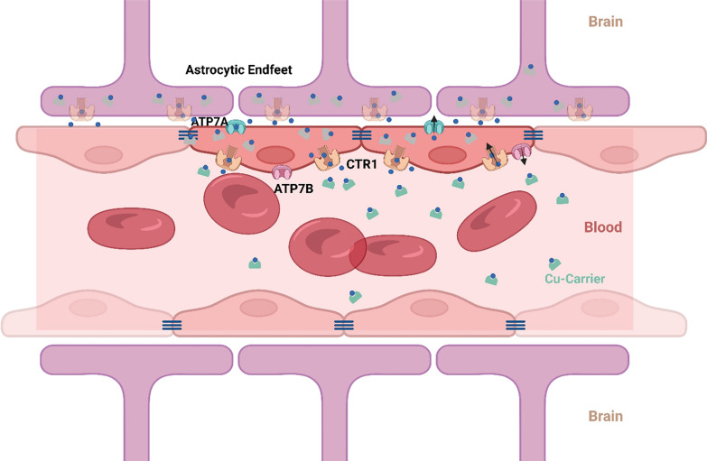 Cell-specific copper dyshomeostasis mechanism in Alzheimer's disease.