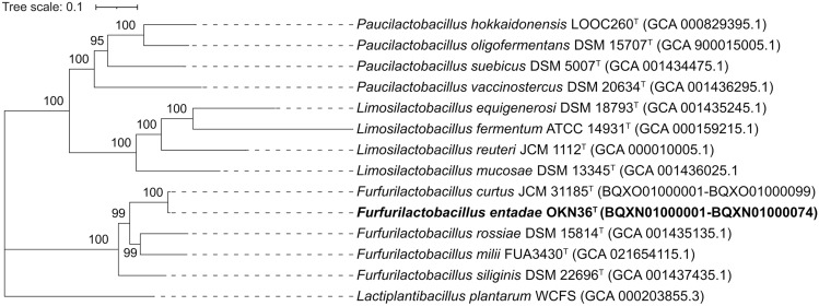 Furfurilactobacillus entadae sp. nov., Isolated from Bark of Entada phaseoloides.
