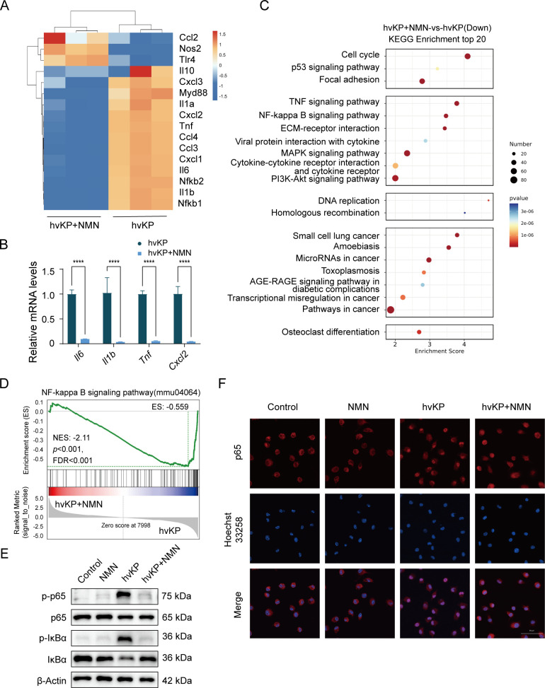 β-Nicotinamide mononucleotide protects against hypervirulent <i>Klebsiella pneumoniae</i> bloodstream infection and liver injury.