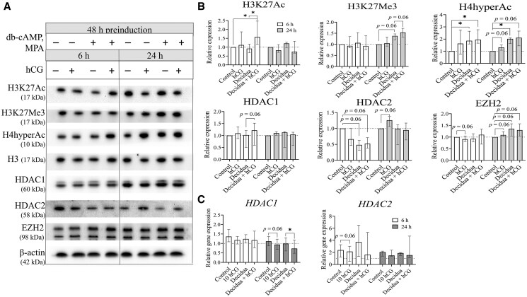 Evaluating endometrial response to human chorionic gonadotropin: alterations in epigenetic regulation and extracellular vesicle cargo of endometrial stromal cells.