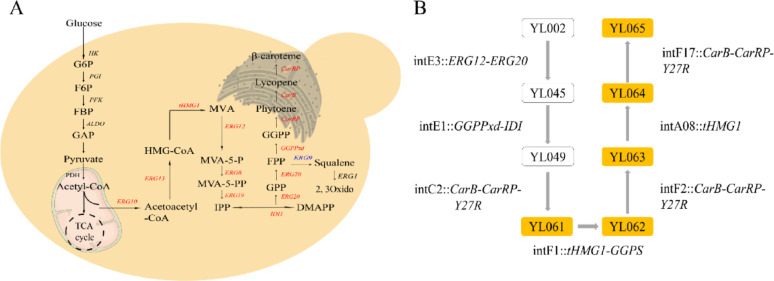 Identifying new targets for improving terpenoid biosynthesis in Yarrowia lipolytica through random genomic cytosine base editing.