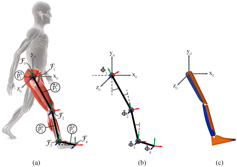 Dual Quaternion-Based Forward and Inverse Kinematics for Two-Dimensional Gait Analysis.