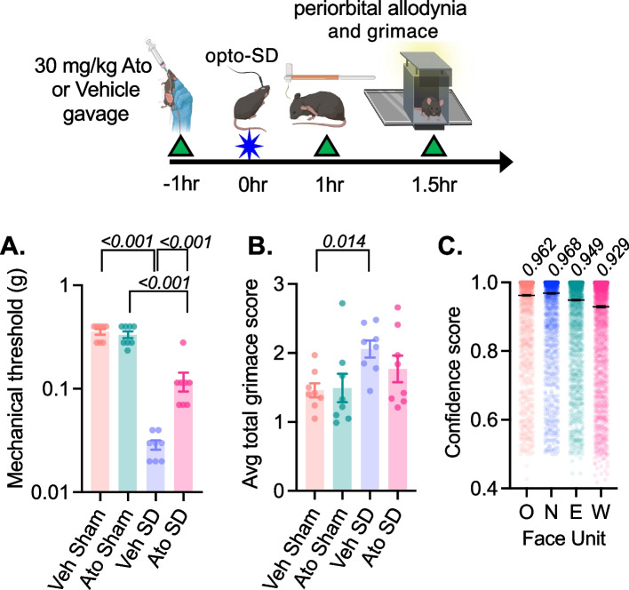 Oral atogepant mitigates spreading depolarization-induced pain and anxiety behavior in mice.