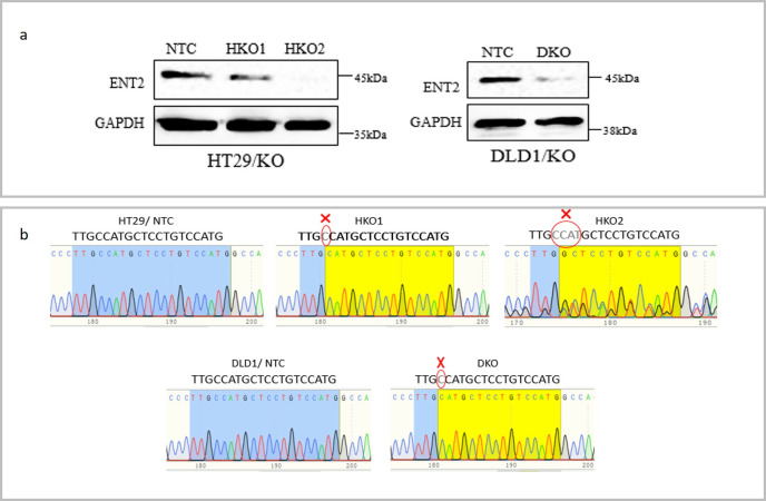 CRISPR/Cas9 mediated ENT2 gene knockout altered purine catabolic pathway and induced apoptosis in colorectal cell lines.