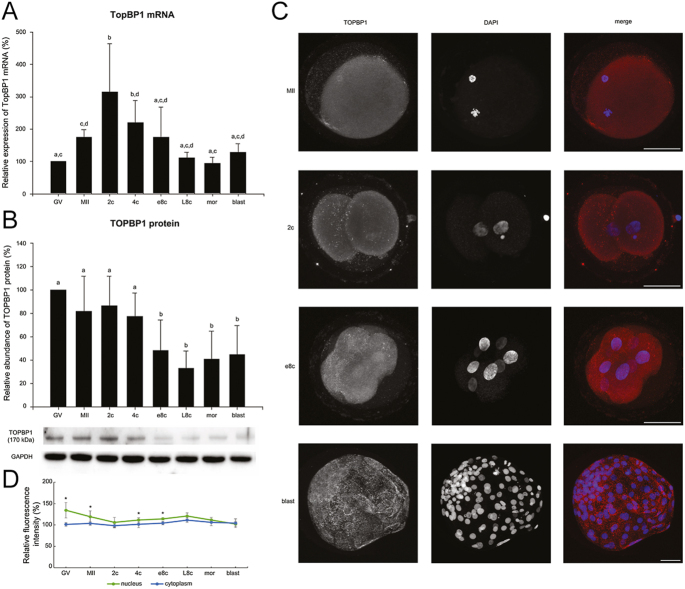 The timing of maternal protein degradation during mammalian preimplantation development is species-specific.