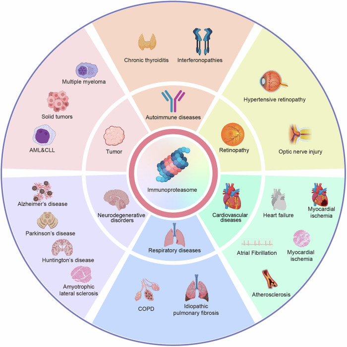 Current landscape of the immunoproteasome: implications for disease and therapy.