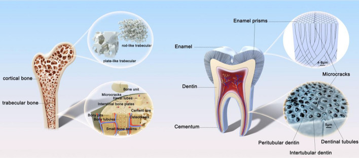 Microdamage in biological hard tissues and its repair mechanisms.