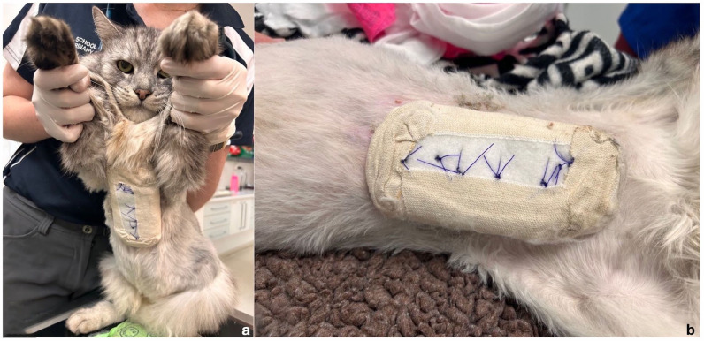 Video-assisted thoracoscopic-guided reduction and external stabilisation of traumatic rib fractures in a cat.