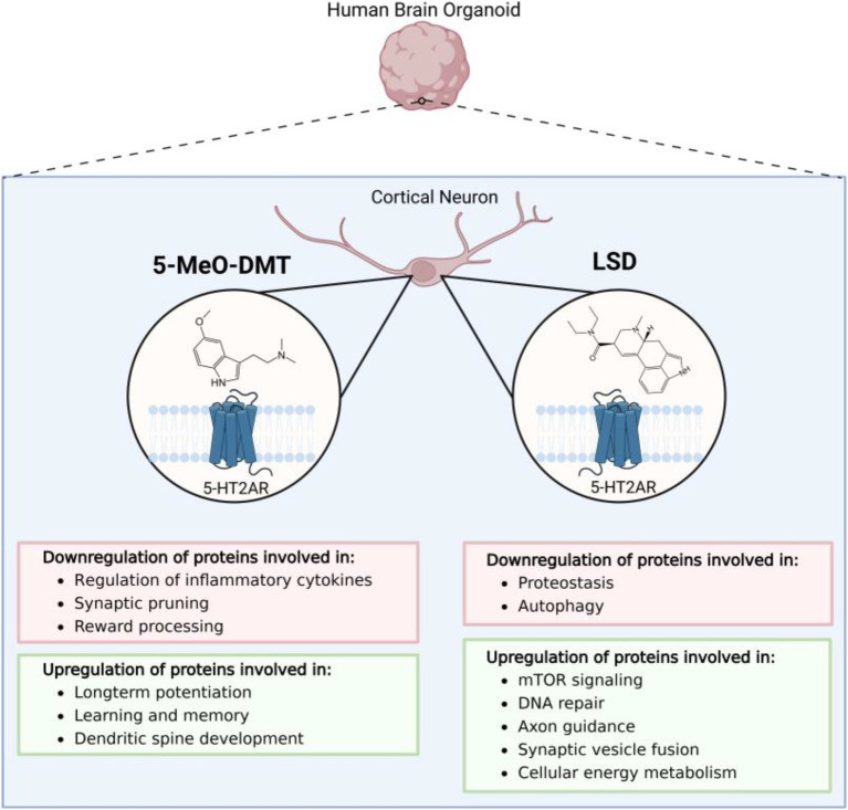 Psychedelics meet human brain organoids: insights into proteomics and potential for Alzheimer's disease treatment.