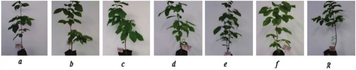 Induction of Bioactive Secondary Metabolites in <i>Annona cherimola</i> Mill. (Chirimoya) Seedlings Using Chitosan and Salicylic Acid as Elicitors.