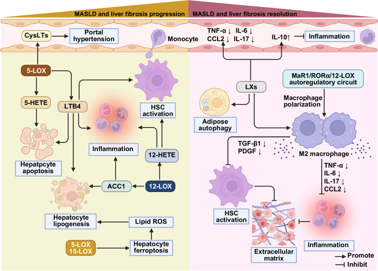 Arachidonic acid metabolism in metabolic dysfunction-associated steatotic liver disease and liver fibrosis.