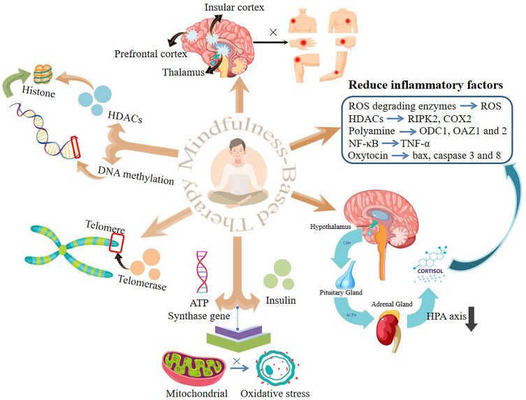 Discussion on the Application of Mindfulness Therapy in the Treatment of Diabetic Peripheral Neuropathy: A Narrative Review.