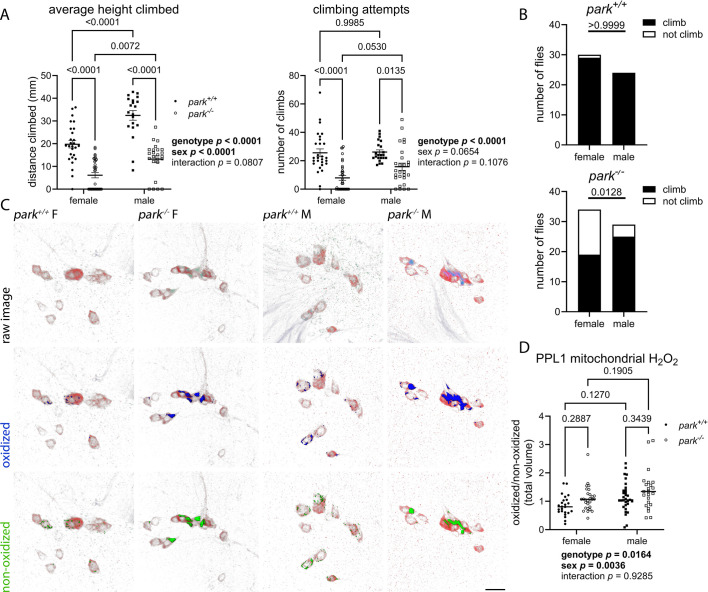 park+/+ and park-/- Drosophila have sexually dimorphic brain redox chemistry.
