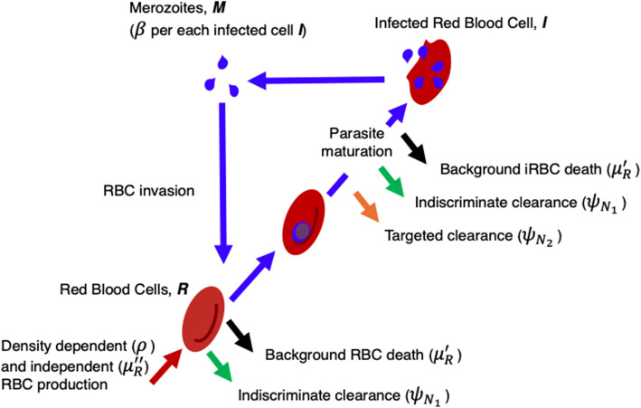 Understanding the traits underlying vaccine-driven virulence evolution in malaria parasites.