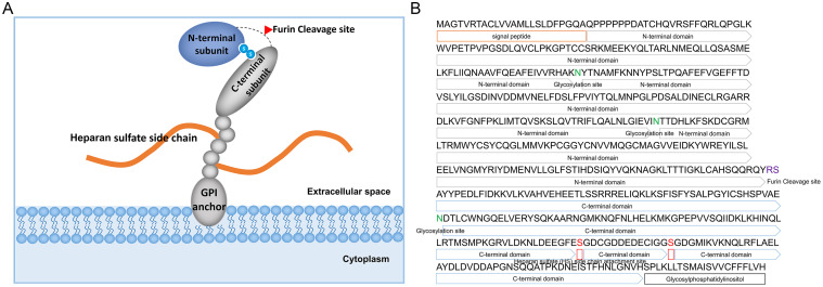 Targeting Glypican-3 for Liver Cancer Therapy: Clinical Applications and Detection Methods.