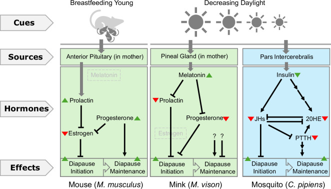 Using diapause as a platform to understand the biology of dormancy.