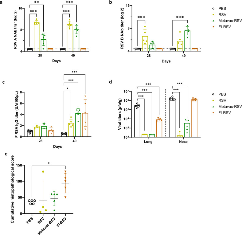 Metavac-RSV mucosal bivalent vaccine candidate protects cotton rats against pneumoviruses and is produced using serum-free cell culture in bioreactor.