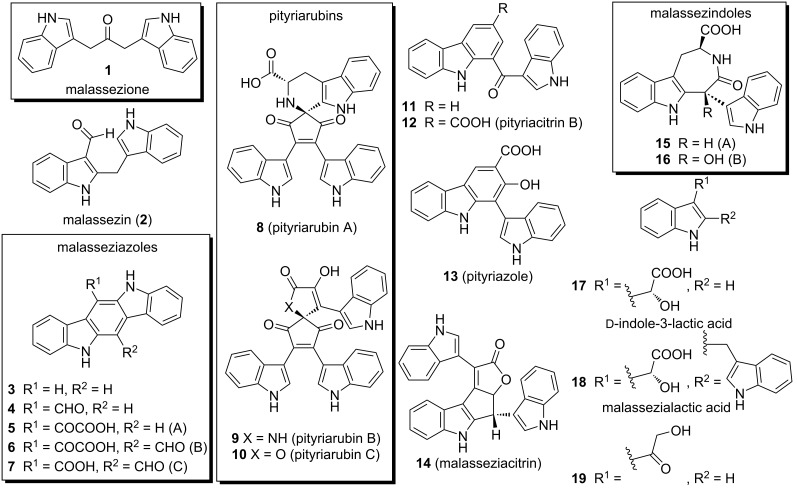 Convenient alternative synthesis of the <i>Malassezia</i>-derived virulence factor malassezione and related compounds.