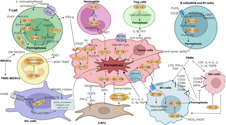 Exploring the role of ferroptosis in esophageal cancer: mechanisms and therapeutic implications.