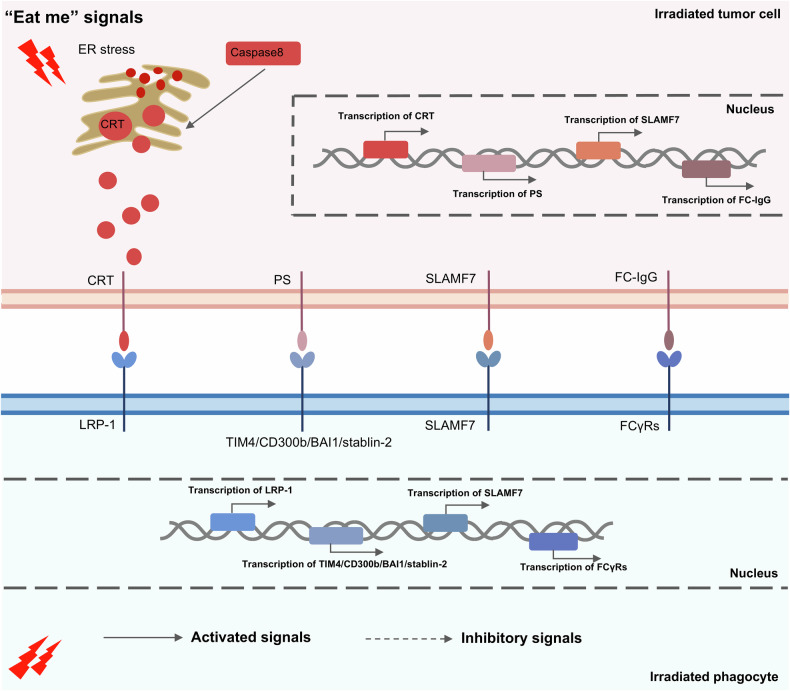 Roles of the phagocytosis checkpoint in radiotherapy.