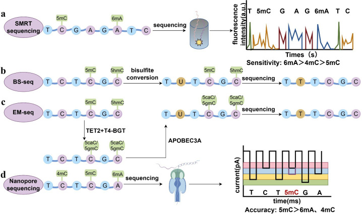 The emerging role of DNA methylation in the pathogenicity of bacterial pathogens.