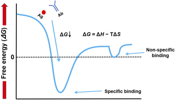 Integrating thermodynamics and molecular kinetics into western blotting teaching.