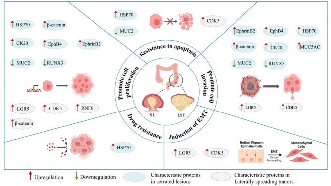 Unveiling the protein landscape for early detection of colorectal precancerous lesions.